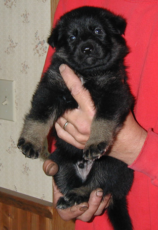 Annie Kaiser Bicolor Lime collar male 4 wks