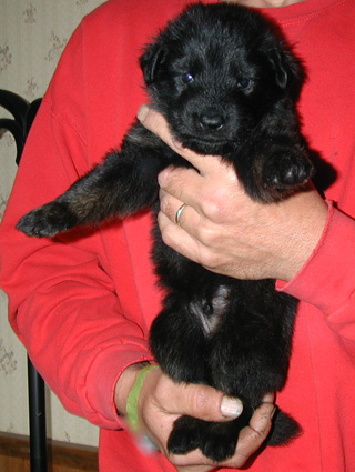 Annie Kaiser Bicolor red collar male 4 wks