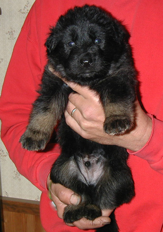 Annie Kaiser Bicolor blue collar male 4 wks