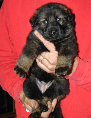 Annie Kaiser purple collar female 4 wks