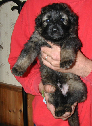 Annie Kaiser sable black collar male 4 wks