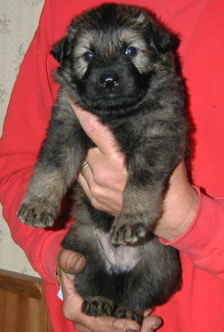 Annie Kaiser sable green collar male 4 wks