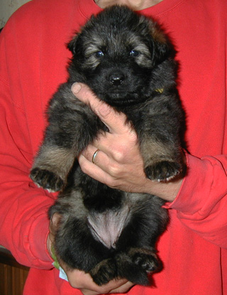 Annie Kaiser yellow collar sable female 4 wks