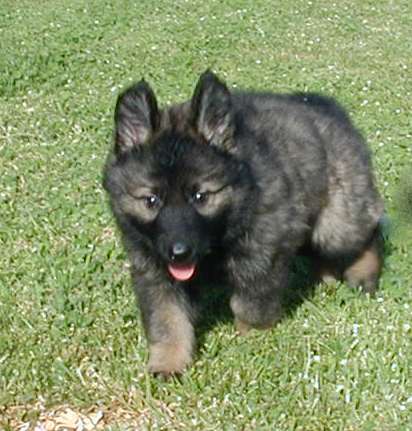 Annie Kaiser female Mindy @ 7 wks