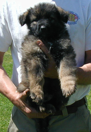 Annie xac Kaiser blk collar sable male 320w 6 wks