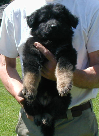 Annie xac Kaiser blue collar LC male 6 wks