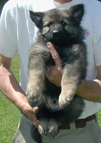 Annie Xac Kaiser green collar sable male 6 wks 325w