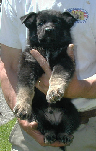 Annie xac Kaiser Bicolor male Lime collar 325w 6 wks