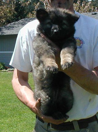 Annie xac Kaiser yellow collar female 6 wks