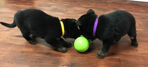 B Litter BiCOlor females 5 wks 1