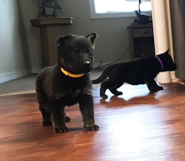 B Litter BiCOlor females 5 wks 2