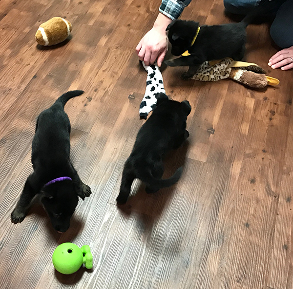 B Litter paca Gerry females 5 wks 1