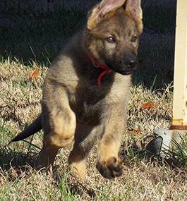 Jake at 14 wks