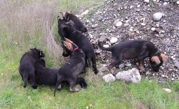 Bali tieger litter 7.5 wks 3