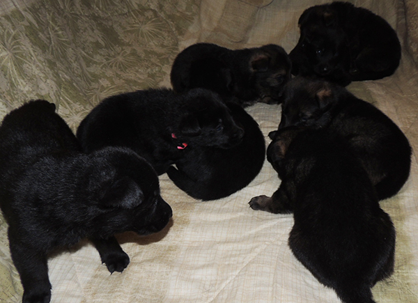 Bali Tieger O Litter 3 wks 1