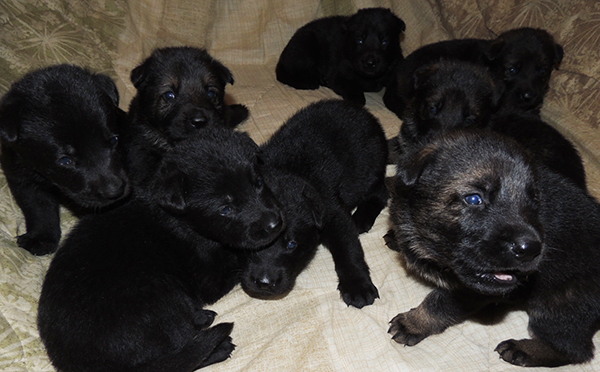 Bali Tieger O Litter 3 wks 2