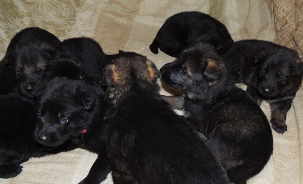 Bali Tieger O Litter 3 wks 3