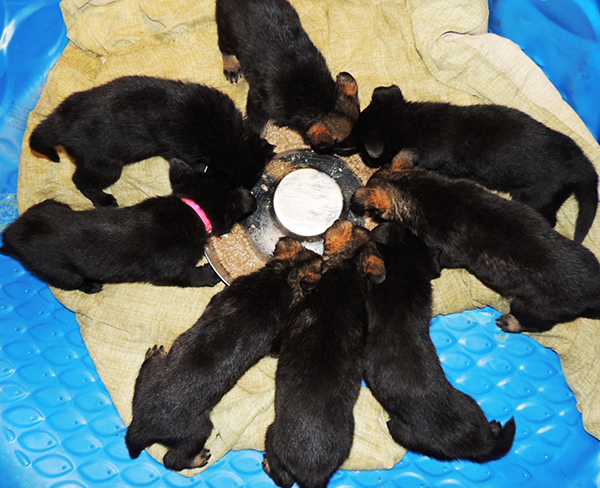 Bali Tieger O Litter 4 wks 5 days