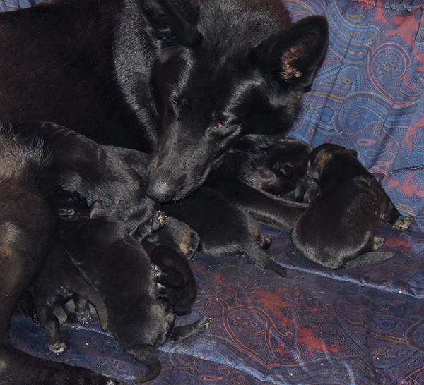 Bali Tieger O Litter 5 days 3