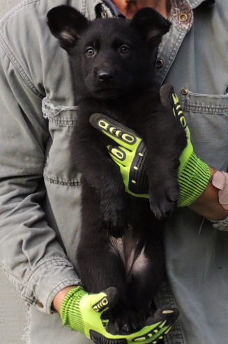 Bali Tieger O Litter 7 wks pink collar