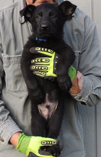 Bali Tieger Blk male royal blue collar