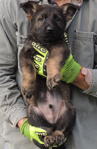 Bali Tieger Blk Sable Male 7wks Royal collar