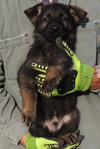 Bali Tieger O Litter Black Sable Orange collar male 7 wks