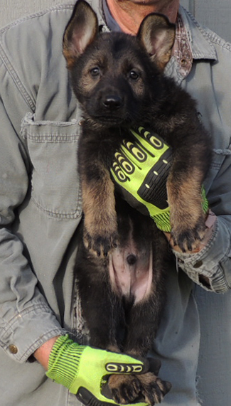 Bali Tieger Black Sable Red Collar male 7 wks