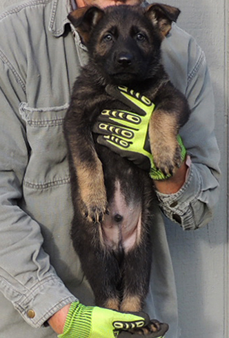 Bali Tieger O Litter 7 wks blk sable male_green collar_1