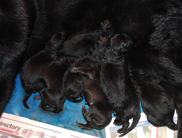 Bali Tieger O Litter Newborns 2