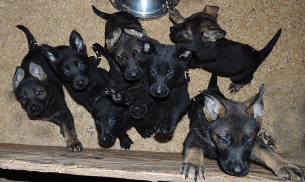 Bali Tieger Litter 6.6 wks