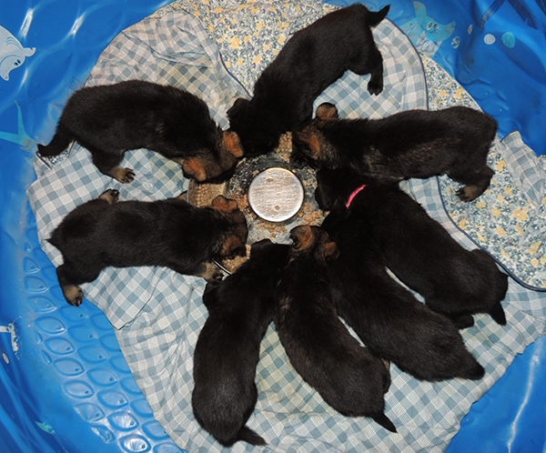 Bali Tieger O Litter 5 wks