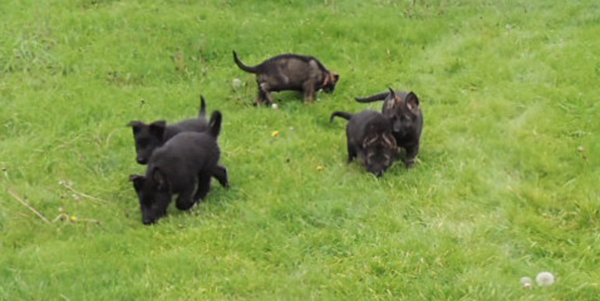 Bali Tieger litter 7.5 wks 1