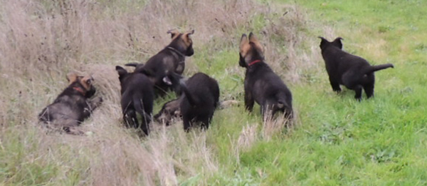 Bali Tieger litter 7.5 wks 5