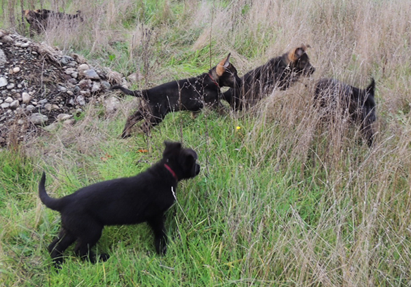 Bali tieger litter 7.5 wks 7