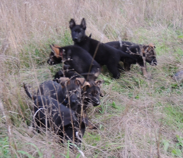 Bali Tieger litter 7.5 wks 8