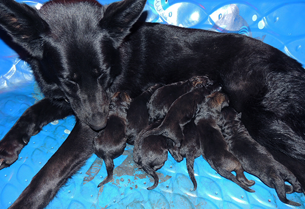 Bali x Tieger Newborn O Litter 