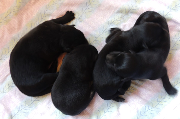 Bara Argo pups 2 days old