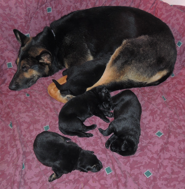 Bara Argo pups 2 wks 1