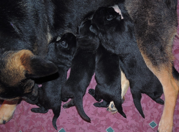 bara Argo pups 2 wks 2