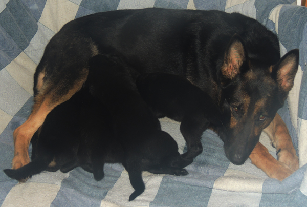Bara x Argo pups 3 wks1