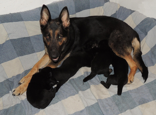 Bara x Argo pups 3 wks 2