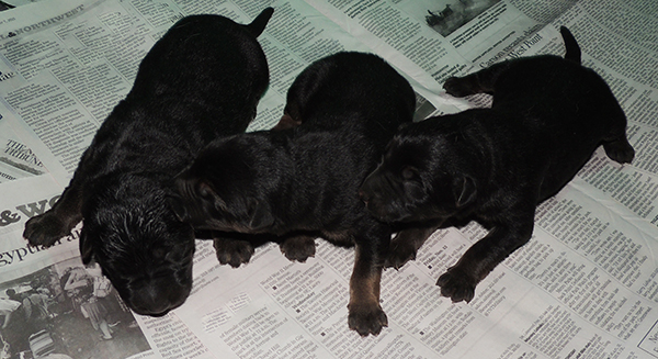 Bara Gerry F Litter 24 hrs old 2