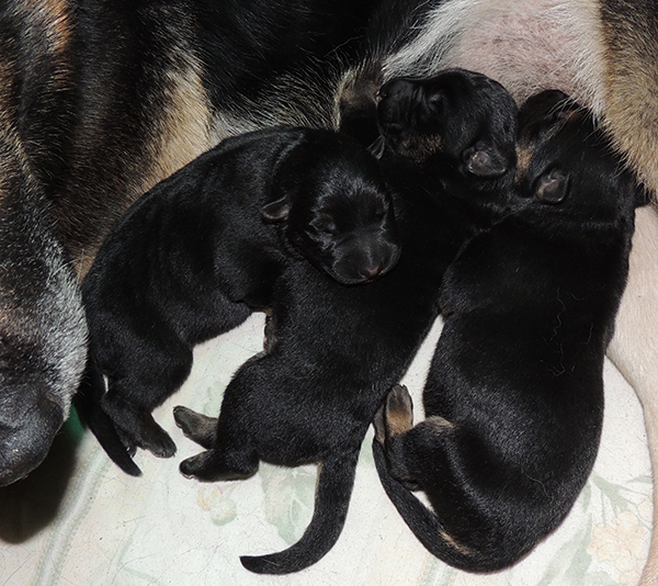 Bara Gerry F Litter 3 days 1