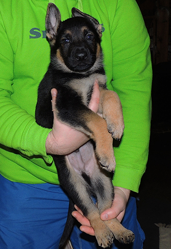 Bara Gerry F Litter blk collar male 6 wks 1