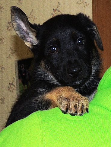 Bara Gerry F Litter Female 6 wks