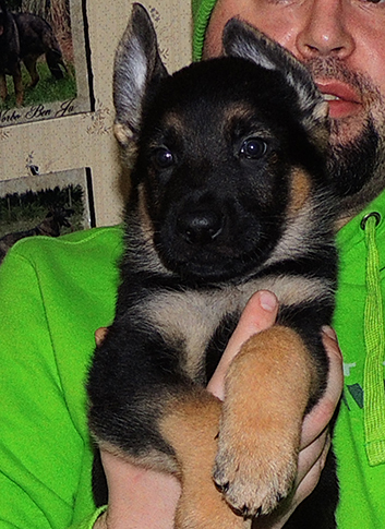 Bara Gerry F Litter blk collar male 6 wks 2