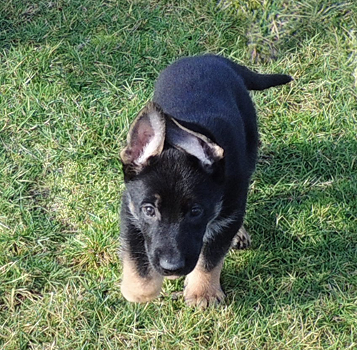 Bara Gerry F Litter Green collar male 6.5 wks