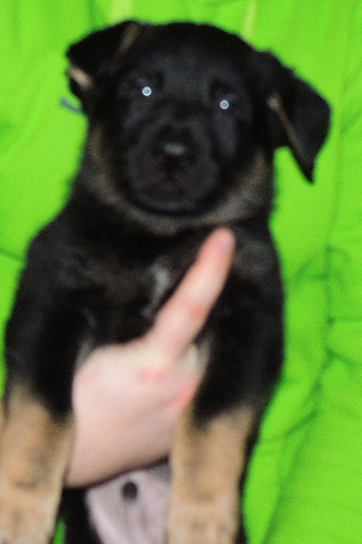 Bara Gerry F Litter Green collar male 6 wks 2