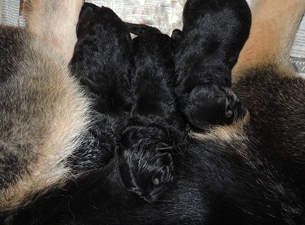 Bara Gerry F Litter Newborns 2